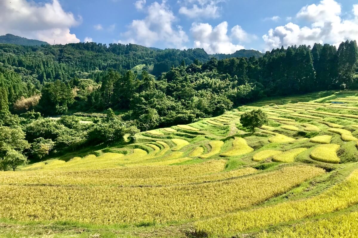 大山千枚田